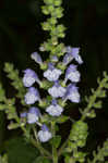 Heartleaf skullcap